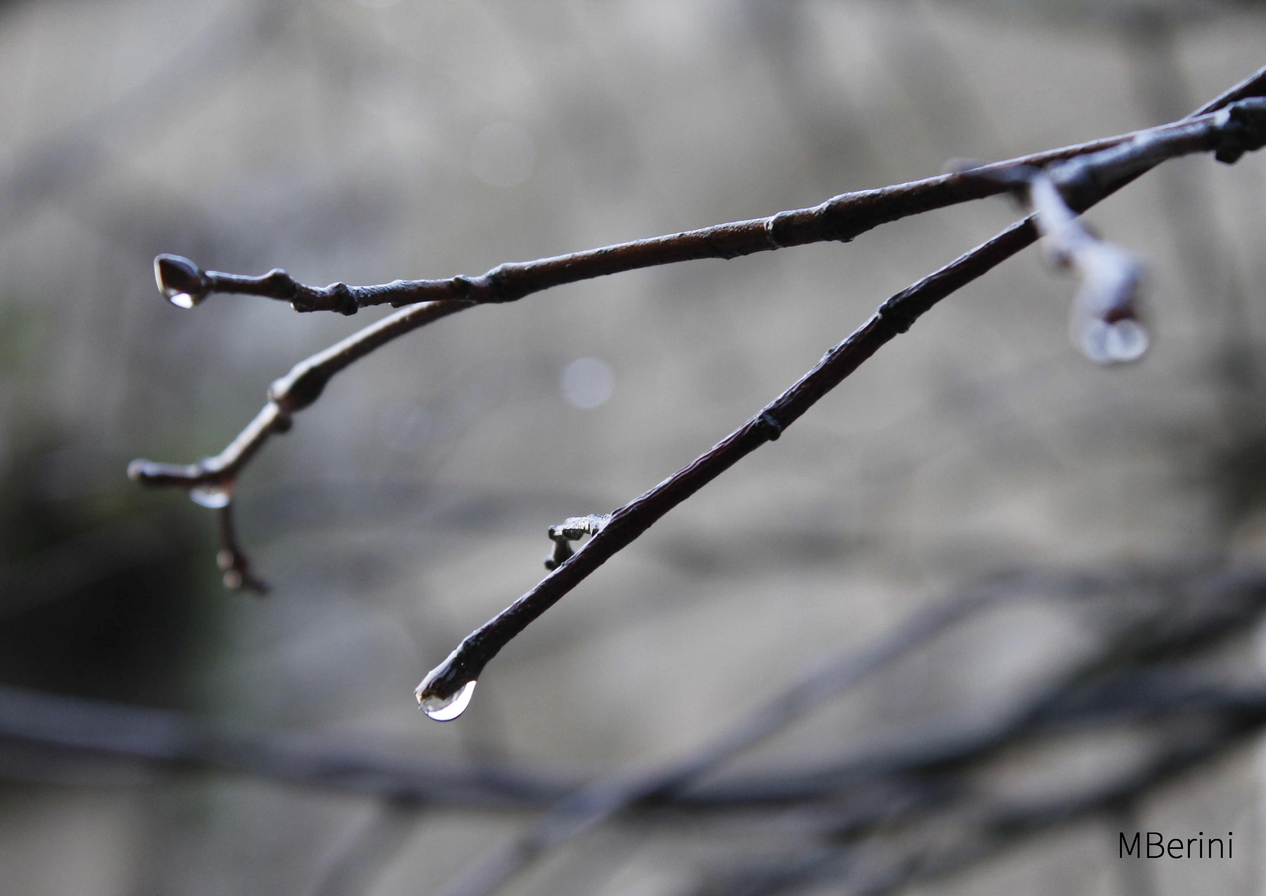 pingas-de-chuvia_firma