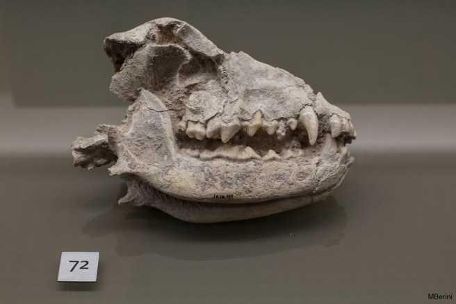 05102019-PREHISTORIA 4